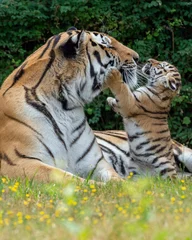 Zelfklevend Fotobehang Vertical shot of a tiger playing with its offspring in a forest © Wil Reijnders/Wirestock Creators
