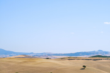Summer field landscape in Tuscany with wheat fields and trees in a sunny day