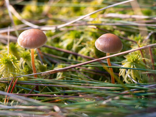 small brown mushrooms in moss and pine needles
