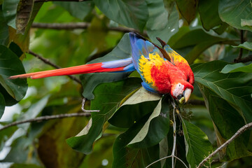 Macaw parrot perched on a tree in Manuel Antonio National Park, Quepos, Costa Rica