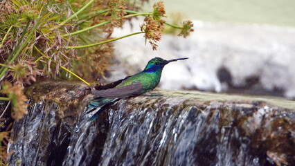 Sparkling violetear (Colibri coruscans) hummingbird bathing in a garden fountain in Cotacachi,...