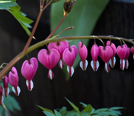 Close-up shot of a dicentra flower growing in the garden.