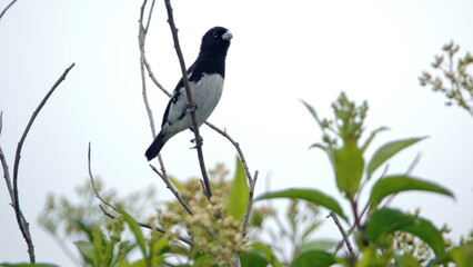Black-and-white seedeater (Sporophila luctuosa) in the bushes in Cotacachi, Ecuador