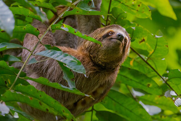Closeup shot of a Sloths on a tree with the green leaves around in Manuel Antonio National Park