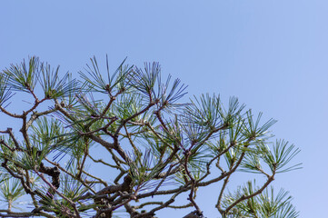 松の木と空