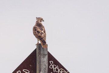Lone Buzzard eagle perching on a wooden post against a white sky