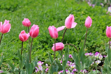 Pink tulips in the park on a blurry background