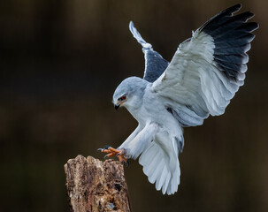 Closeup shot of a Black-winged kite landing on a tree branch with blurred background