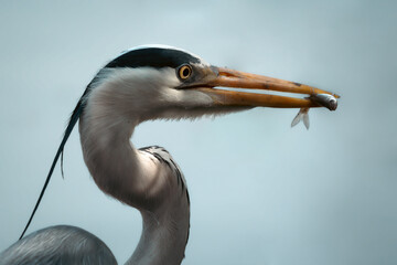 grey heron fishing