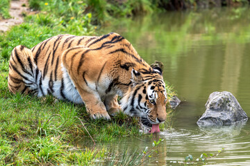 Beautiful shot of a Siberian Tiger laying on grass and drinking water from a lake water - Powered by Adobe