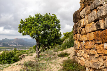 lonley tree on the path near the walls of the ancient castle