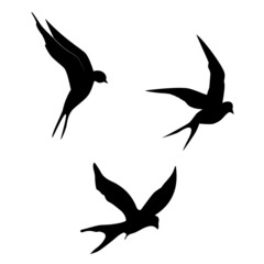 Obraz premium swallows. Black silhouette on a white background. Silhouette of a swarm of swallows. Black contours of flying birds. Flying swallows. Tattoo vector illustration isolated on white background.