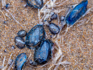 blue jellyfish sailboat thrown out on the sand of the sea shore
