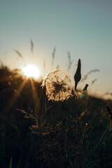 Silhouette of a lonely dandelion in a field with tall grass at sunset