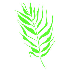 Palm tree branch vector single illustration.
