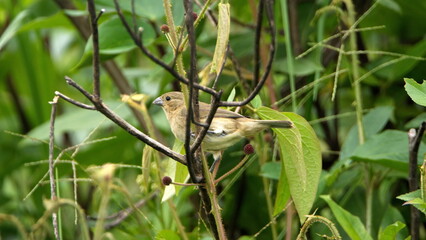 Female yellow-bellied seedeater (Sporophila nigricollis) perched in the bushes in a field in Cotacachi, Ecuador