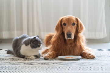 Golden Retriever and British Shorthair share a plate of food