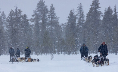 Sleddog expedition in the arctic Lapland winter with snow