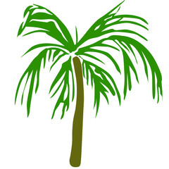 Fototapeta na wymiar Tropical palm trees vector elements