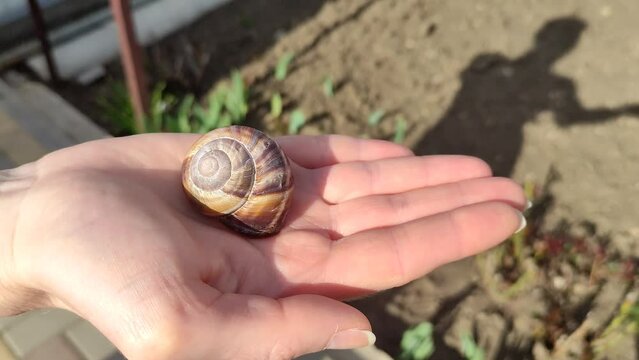 Woman holding an empty snail shell on her palm