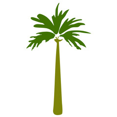 Vector palm trpical tree single illustration