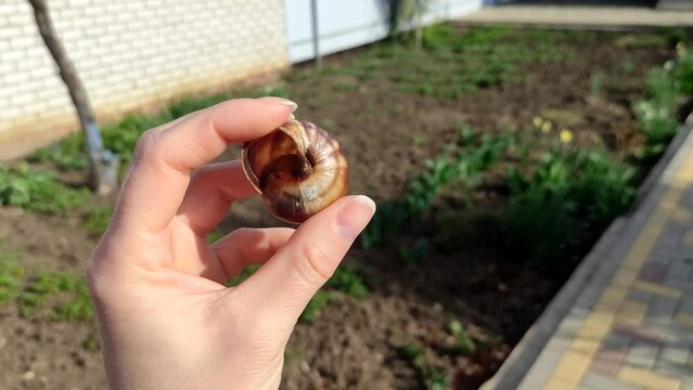 Woman shows an empty snail shell in her hand