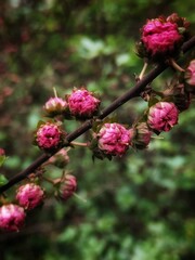 Branch with small pink roses. Daphne. Quince japanes. Nature background with copy space.