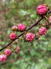 Branch with small pink roses. Daphne. Quince japanes. Nature background with copy space.