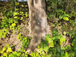 Millettia pinnata tree. It is a species of tree in the pea family Fabaceae. Its other names    Pongamia pinnata, Indian beech and Pongame oiltree. Oil is extracted from its seeds. 
