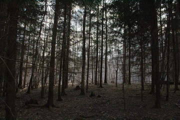 morning in the spring forest