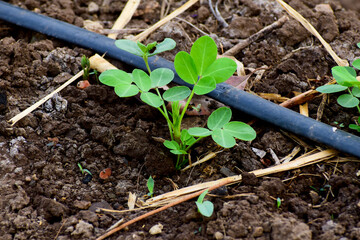 Peanut  seedling and sunlight,sprout growing in the soil