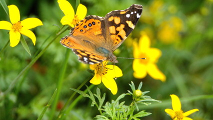 Painted lady butterfly perched on a yellow wildflower in Cotacachi, Ecuador
