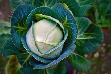 Cabbage head in farm garden. Green cabbage plant close up. Eco vegetables for cooking, organic farming, vegetarian food, cabbage harvest on the field, growing vegetables. Agricultural industry