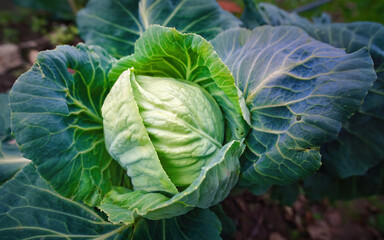 Cabbage head in the garden. Green cabbage plant close-up. Eco vegetables for cooking, organic...