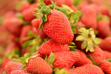 fresh and special strawberries on the market
