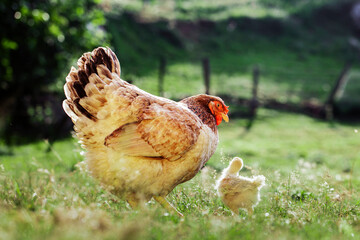 Free range hen agrarian hen with chick baby feeding chickens. copy space