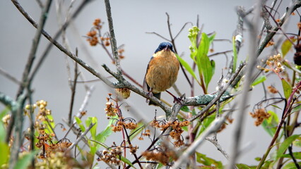Male rusty flowerpiercer (Diglossa sittoides) perched on a stick in a field in Cotacachi, Ecuador