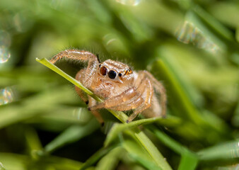Salticidae jumping spider sitting on an artificial grass on a sunny day closeup
