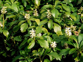 white flowers of Pachysandra Terminalis in the garden