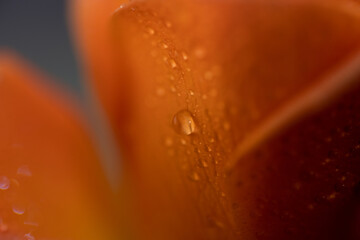 Close up macro shot of an orange rose with water drops on the petals with beautiful side lighting and a shallow depth of field to give it a dreamy effect.