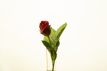 Obraz premium A single red rose isolated on a white background with copy space, beautiful for a wedding or valentines day.