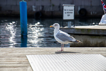 Risør - Hafenstadt in Südnorwegen 17