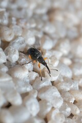 small and young beetle Curculionoidea