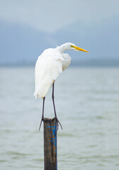 Great egret over Conceição Lagoon background. Florianópolis, Brazil