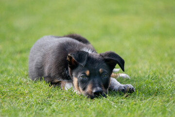 Border Collie puppy resting in a field 