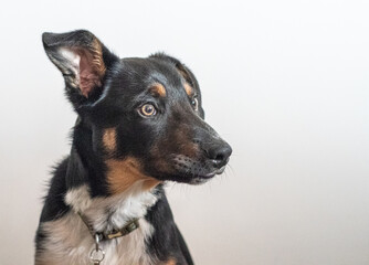 Border Collie resting, headshot portrait 