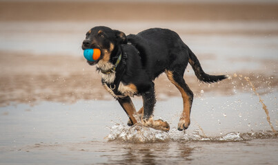 Border Collie running along a beach with his ball
