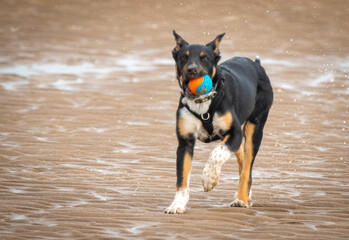 Border Collie running along a beach with his ball