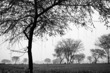 Arboles en la &Iacute;ndia