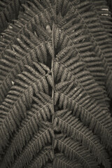 Black and white fern